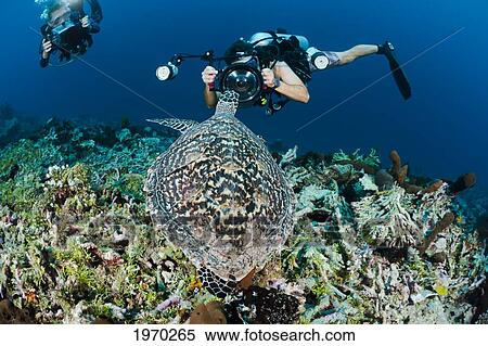 Indonesia, Divers Photographing A Hawksbill Turtle (Eretmochelys Imbricata) On A Reef View Large Photo Image Stock Photography - Indonesia, Divers Photographing A Hawksbill Turtle (Eretmochelys Imbricata) On A Reef. Fotosearch