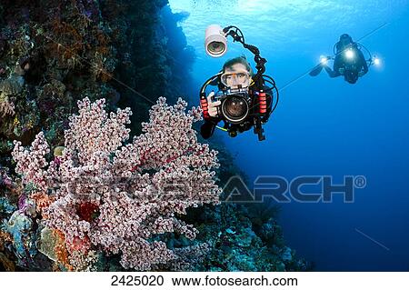 Stock Image - Indonesia, Divers photographing soft coral on the reef.. Fotosearch
