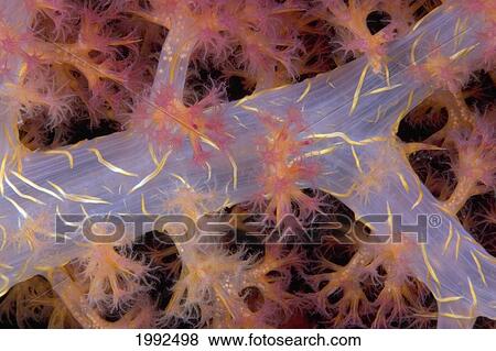 Indonesia, Eggs Can Be Seen Through The Translucent Flesh Of This Alcyonarian Coral (Dendronephthya). View Large Photo Image Stock Photo - Indonesia, Eggs Can Be Seen Through The Translucent Flesh Of This Alcyonarian Coral (Dendronephthya).. Fotosearch