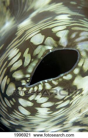 Indonesia, Exhaust Opening Giant Tridacna Clam (Tridacna Gigas) Extreme Close-Up A91D View Large Photo Image Stock Image - Indonesia, Exhaust Opening Giant Tridacna Clam (Tridacna Gigas) Extreme Close-Up A91D. Fotosearch