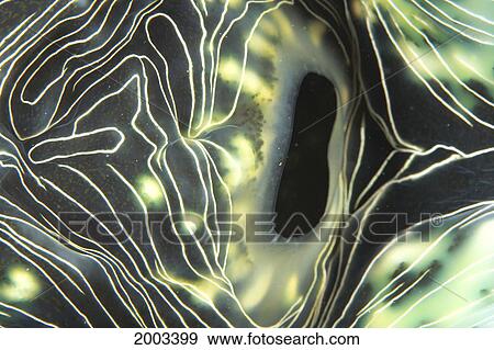 Stock Photo - Indonesia, Exhaust Opening Giant Tridacna Clam, Close-Up Detail (Tridacna Gigas). Fotosearch