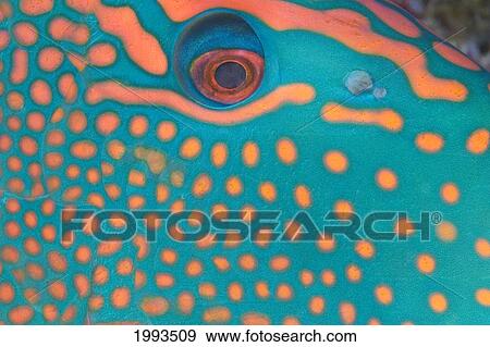 Stock Photo - Indonesia, Extreme Close-Up Eye Of Bicolor Parrotfish (Cetoscarus Bicolor). Fotosearch
