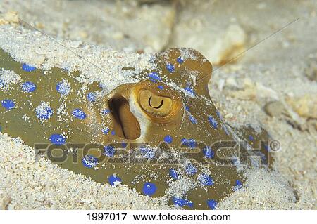 Stock Photo - Indonesia, Extreme Close-Up Of Blue Spotted Stingray (Dasyatis Kuhli) Hiding Under Sand A86E. Fotosearch