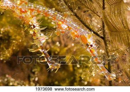 Stock Photo - Indonesia, Ghost Pipefish (Solenostomus Paradoxus) Camouflaged In Yellow Reef; Komodo. Fotosearch