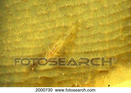 Indonesia, Goby (Bryaninops Sp? ) On Yellow Sponge, Top Angled View View Large Photo Image Stock Image - Indonesia, Goby (Bryaninops Sp? ) On Yellow Sponge, Top Angled View. Fotosearch