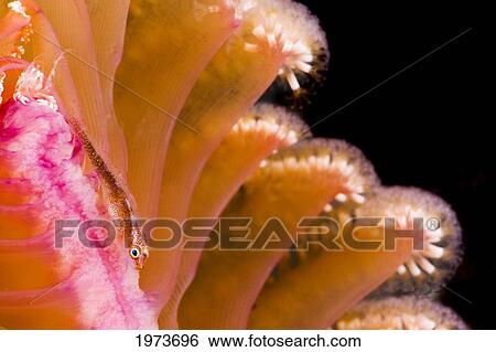 Stock Photograph - Indonesia, Goby (Bryaninops Yongei) On Seapen; Komodo. Fotosearch