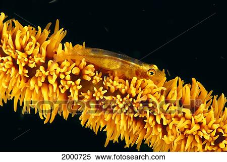 Stock Photography - Indonesia, Goby On Wire Coral, Black Background, (Bryaninops Amplus). Fotosearch