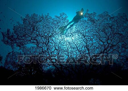Stock Image - Indonesia, Gorgonia Sea Fan coral reef with diver; Banda Sea. Fotosearch