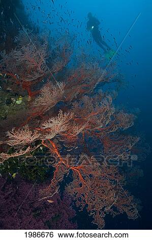 Indonesia, Gorgonia Sea Fan coral reef with diver; Banda Sea View Large Photo Image Stock Photograph - Indonesia, Gorgonia Sea Fan coral reef with diver; Banda Sea. Fotosearch