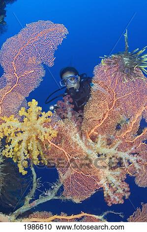 Stock Image - Indonesia, Gorgonian And Alcyonarian Coral Dominate This Reef Scene With A Diver.. Fotosearch