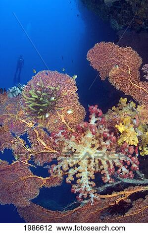 Stock Image - Indonesia, Gorgonian And Alcyonarian Coral Dominate This Reef Scene With A Diver In The Distance.. Fotosearch