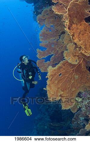 Indonesia, Gorgonian Coral Dominates This Reef Scene With A Diver. View Large Photo Image Picture - Indonesia, Gorgonian Coral Dominates This Reef Scene With A Diver.. Fotosearch