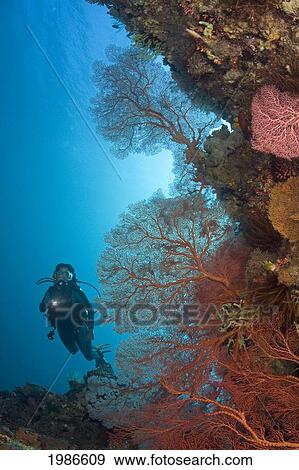 Stock Photo - Indonesia, Gorgonian Coral Dominates This Reef Scene With A Diver.. Fotosearch