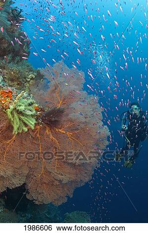 Stock Photograph - Indonesia, Gorgonian Coral Dominates This Reef Scene With Schooling Anthias And A Diver.. Fotosearch