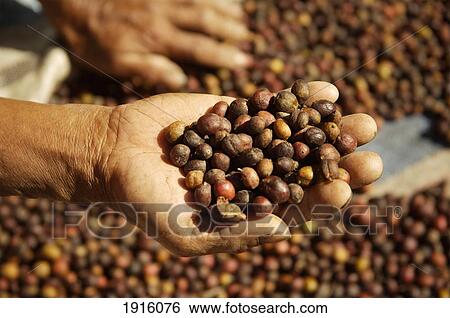 Stock Photograph - Indonesia, Hand holding Torajan Coffee; Sulawesi Island. Fotosearch