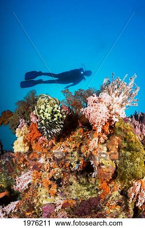 Stock Image - Indonesia, Illuminated Colorful Reef And Silhouette Of Diver.. Fotosearch