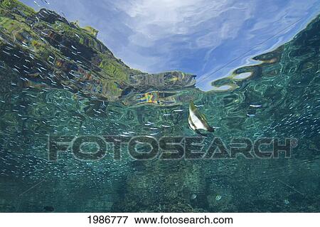 Stock Photo - Indonesia, Komodo, A Circular Batfish (Platax Orbicularis), With View Of Mountains Above The Surface. Fotosearch