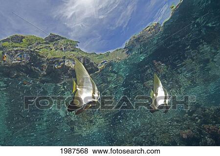 Indonesia, Komodo, A Pair Of Circular Batfish (Platax Orbicularis), With View Of Mountains Above The Surface View Large Photo Image Stock Photo - Indonesia, Komodo, A Pair Of Circular Batfish (Platax Orbicularis), With View Of Mountains Above The Surface. Fotosearch