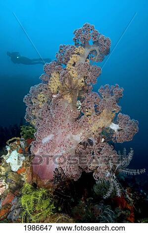 Indonesia, Komodo, Alcyonarian Coral Dominate This Reef Scene With A Diver. View Large Photo Image Stock Photo - Indonesia, Komodo, Alcyonarian Coral Dominate This Reef Scene With A Diver.. Fotosearch