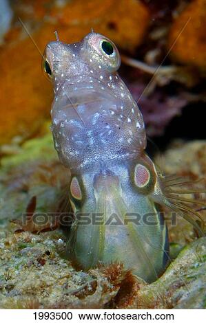 Stock Image - Indonesia, Komodo, Blenny Fish Looking Out From Reef. Fotosearch