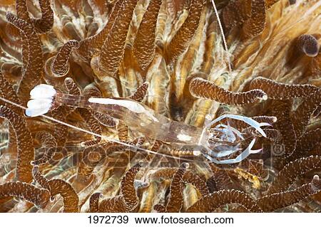 Indonesia, Komodo, Commensal Shrimp (Periclimenes Soror) On A Sea Cucumber. View Large Photo Image Stock Photo - Indonesia, Komodo, Commensal Shrimp (Periclimenes Soror) On A Sea Cucumber.. Fotosearch