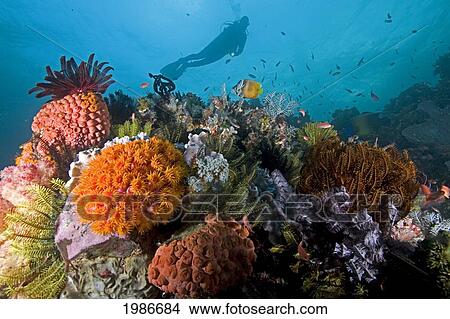 Picture - Indonesia, Komodo, Diver Explores Colorful Reef.. Fotosearch