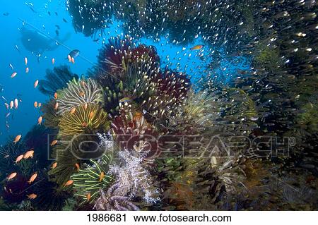 Stock Image - Indonesia, Komodo, Diver Explores Reef Cavern.. Fotosearch