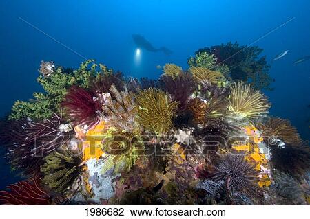 Stock Image - Indonesia, Komodo, Diver Explores Colorful Reef.. Fotosearch
