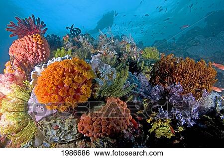 Stock Photograph - Indonesia, Komodo, Diver Explores Colorful Reef.. Fotosearch