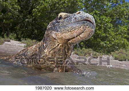 Indonesia, Komodo Dragon National Park, Komodo Dragon In Shallow Water. View Large Photo Image Stock Image - Indonesia, Komodo Dragon National Park, Komodo Dragon In Shallow Water.. Fotosearch