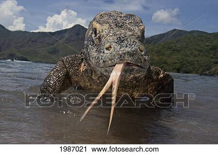 Indonesia, Komodo Dragon National Park, Komodo Dragon In Shallow Water, Split Tongue Out. View Large Photo Image Stock Image - Indonesia, Komodo Dragon National Park, Komodo Dragon In Shallow Water, Split Tongue Out.. Fotosearch