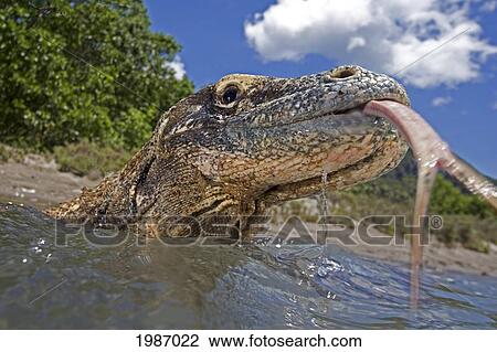 Indonesia, Komodo Dragon National Park, Komodo Dragon In Shallow Water, Split Tongue Out. View Large Photo Image Stock Image - Indonesia, Komodo Dragon National Park, Komodo Dragon In Shallow Water, Split Tongue Out.. Fotosearch