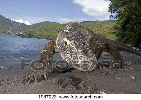 Indonesia, Komodo Dragon National Park, Komodo Dragon On Shore, Boat In Background. View Large Photo Image Stock Image - Indonesia, Komodo Dragon National Park, Komodo Dragon On Shore, Boat In Background.. Fotosearch