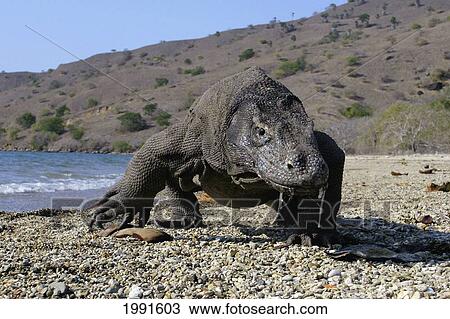 Stock Image - Indonesia, Komodo Dragon National Park, Komodo Dragon [For Use Up To 13X20 Only]. Fotosearch