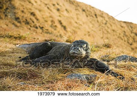 Stock Photo - Indonesia, Komodo Dragon National Park, Komodo Dragon, Varanus Komodoensis.. Fotosearch