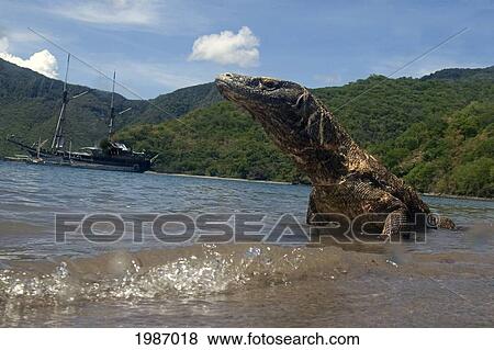 Indonesia, Komodo Dragon National Park, Komodo Dragon In Shallow Water. View Large Photo Image Stock Photo - Indonesia, Komodo Dragon National Park, Komodo Dragon In Shallow Water.. Fotosearch