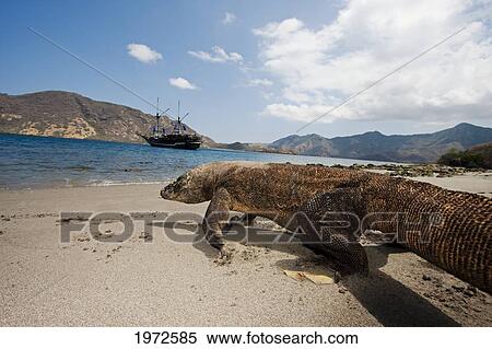 Indonesia, Komodo Dragon National Park, Komodo Dragon, Varanus Komodoensis. View Large Photo Image Stock Photography - Indonesia, Komodo Dragon National Park, Komodo Dragon, Varanus Komodoensis.. Fotosearch