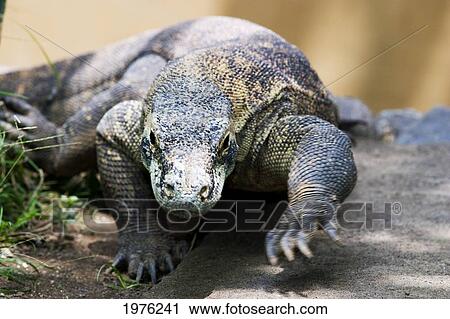 Indonesia, Komodo Dragon (Varanus Komodoensis) Walking Toward Camera; Komodo island View Large Photo Image Stock Image - Indonesia, Komodo Dragon (Varanus Komodoensis) Walking Toward Camera; Komodo island. Fotosearch