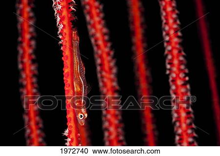 Indonesia, Komodo, Goby (Bryaninops Yongei) On A Whip Coral. View Large Photo Image Stock Image - Indonesia, Komodo, Goby (Bryaninops Yongei) On A Whip Coral.. Fotosearch