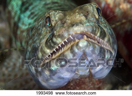 Indonesia, Komodo, Lizardfish (Synodus Variegatus) Close-Up View Large Photo Image Stock Photo - Indonesia, Komodo, Lizardfish (Synodus Variegatus) Close-Up. Fotosearch
