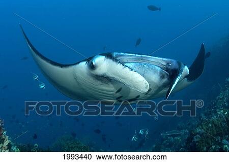 Stock Image - Indonesia, Komodo, Manta Ray Underwater Near Reef And Fish. Fotosearch