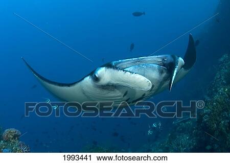 Stock Image - Indonesia, Komodo, Manta Ray Underwater Near Reef And Fish. Fotosearch