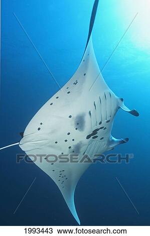 Indonesia, Komodo, Manta Ray Underwater Near Surface, Sunburst View Large Photo Image Stock Image - Indonesia, Komodo, Manta Ray Underwater Near Surface, Sunburst. Fotosearch