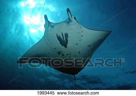 Indonesia, Komodo, Manta Ray Underwater Near Surface, Sunburst View Large Photo Image Stock Photography - Indonesia, Komodo, Manta Ray Underwater Near Surface, Sunburst. Fotosearch