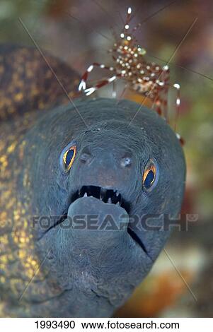 Stock Image - Indonesia, Komodo, Moray Eel (Gymnothorax Flavimarginatus) With Cleaner Shrimp. Fotosearch