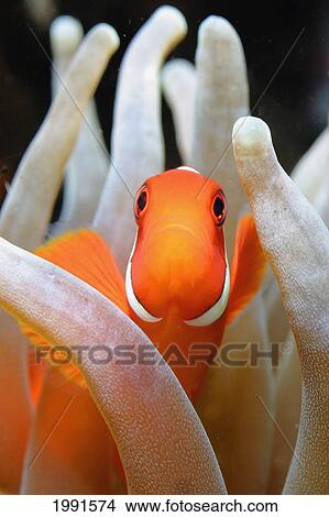 Picture - Indonesia, Komodo National Park, Clownfish, Cannibal Rock [For Use Up To 13X20 Only]. Fotosearch