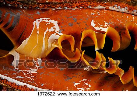 Stock Image - Indonesia, Komodo, Thorny Oyster (Spondylus Varians).. Fotosearch