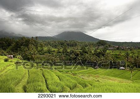 Stock Image - Indonesia, Landscape With Rice Terrace And Forest; Bali. Fotosearch