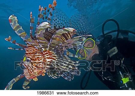 Stock Image - Indonesia, Lionfish (Pterois Volitans) And A Diver.. Fotosearch