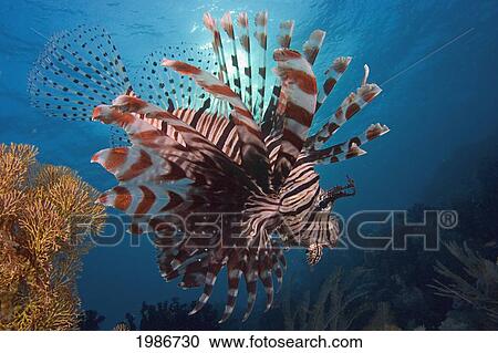 Indonesia, Lionfish (Pterois Volitans) Floating Peacefully Above The Reef. View Large Photo Image Stock Image - Indonesia, Lionfish (Pterois Volitans) Floating Peacefully Above The Reef.. Fotosearch